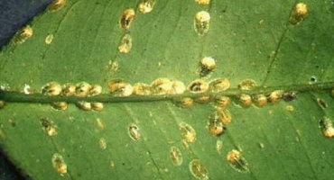 Jak se zbavit šupinového hmyzu na citronu, prostředky a metody boje